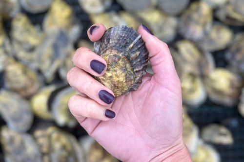 Hand with deep plum Cape Cod Nail Co. manicure holding an oyster shell from Dead Low Oyster — inspired by Cape Cod’s coastal life and local shellfish culture.